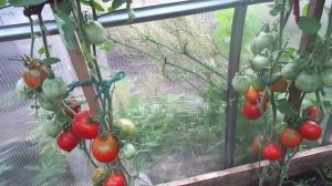 ТОМАТЫ В ТЕПЛИЦЕ ПОСПЕЛИ В ИЮНЕ. Ольга Чернова.