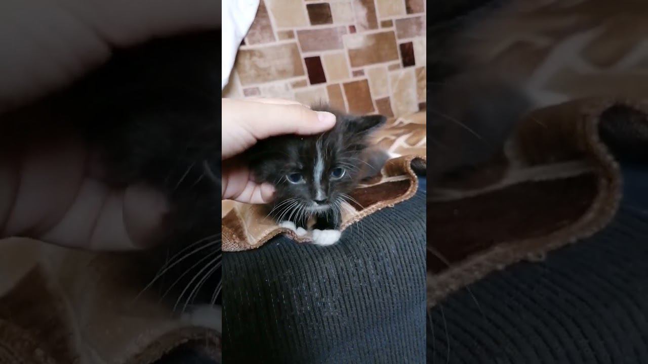 3 часть очень милый котик