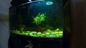 СОМ в аквариуме,целый ГОД