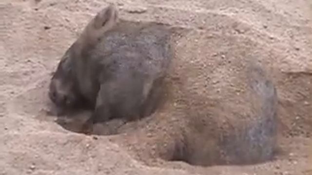 wombat getting comfortable смотреть онлайн