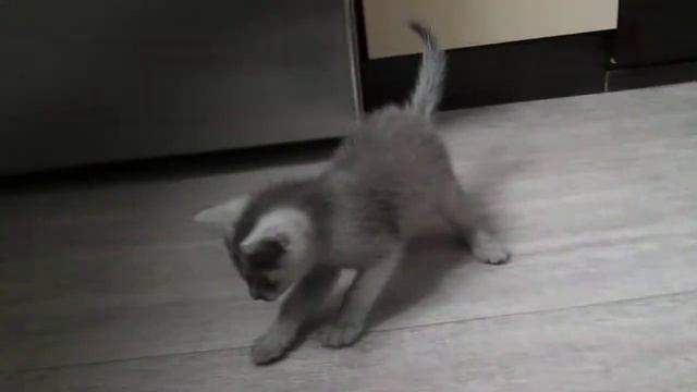 кошечка Пуся редкого окраса карпати