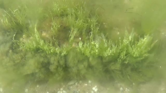 и снова здравствуй, Железный порт, кладоискатель, мы перегрелись, лягушки путешественницы, Шаповало смотреть онлайн