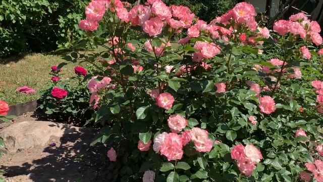 Роза Jacky's Favorite смотреть онлайн