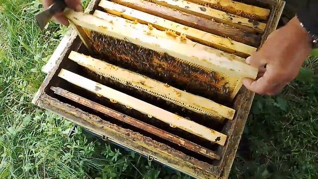Расплод пчёл. Качество.Выход молодой пчелы в слабой семье.