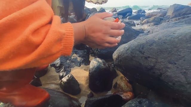 In the moon calendar, the tide pushes deep sea snails and pearl shellfish to the shore.pearl смотреть онлайн