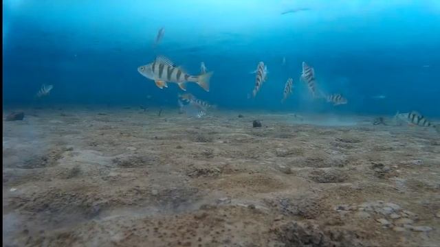 Братское водохранилище бешенный клев 26.03.2016. смотреть онлайн