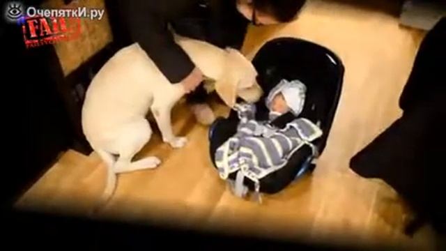 Малыши и собаки...... смотреть онлайн