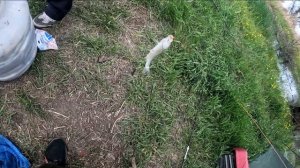 ЛОВИМ ВОБЛУ,ЛЕЩА,САЗАНА В МАЕ...АСТРАХАНЬ КАМЫЗЯКСКИЙ РАЙОН... РЕКА МАЛАЯ ЧЕРНАЯ... ЧАСТЬ 2