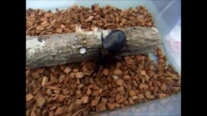 Неравный бой жуков. Геркулес против носорога.