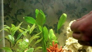 Мой аквариум.Кристально-чистая вода в аквариуме - часть его красоты,  / Часть 7
