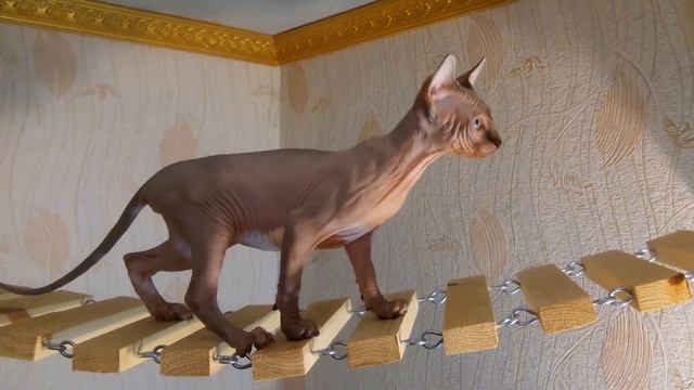 Канадский сфинкс , девочка , в1
