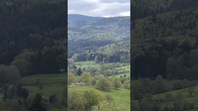 Baden-Baden La Selva Negra Alemania / Fauna Silvestre, Hermoso Pájaro Volando