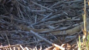 Челябинский тарантул