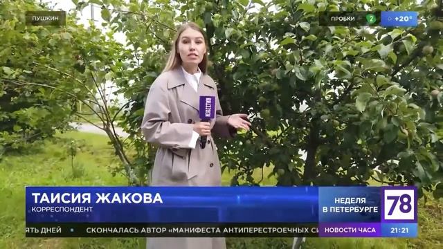 В СПбГАУ испытывают новые морозостойкие сорта яблок и закладывают сады интенсивного типа ??