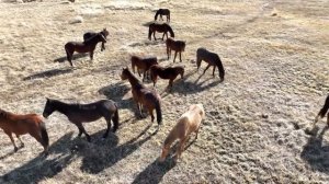 Территория мустангов | Дикие лошади 2023