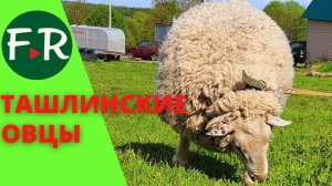 Ташлинская порода овец. Вкусная мясная порода с кроссбредной шерстью. Ферма Golden Lamb.