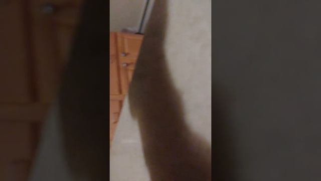 Panasonic Toaster oven смотреть онлайн