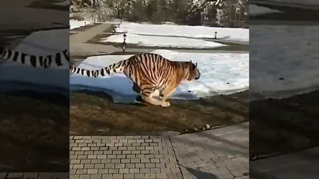 МЕЖДУ НАМИ ТАЕТ ЛЕД ТИГР И СОБАКА! #Shorts