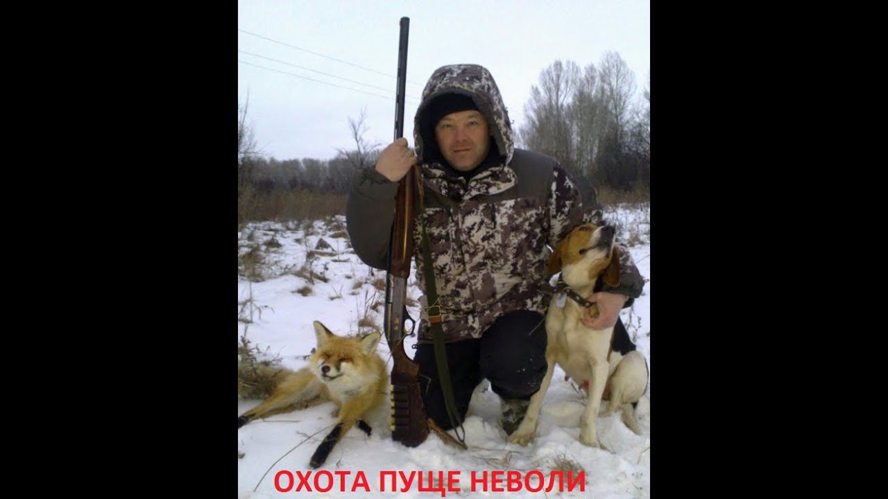 Охота на лису с гончими смотреть онлайн