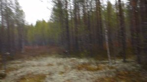 Карело финская лайка. Кадр охоты на глухаря 2020. Он или не он ?