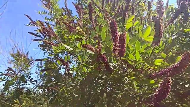 Амфора кустарниковая. Пыльценос. смотреть онлайн