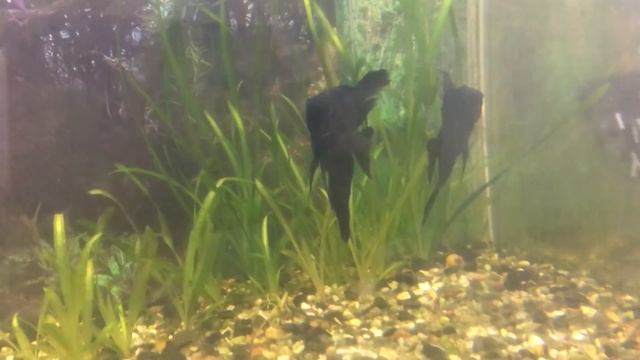 Подключил фильтр обратного осмоса смотреть онлайн