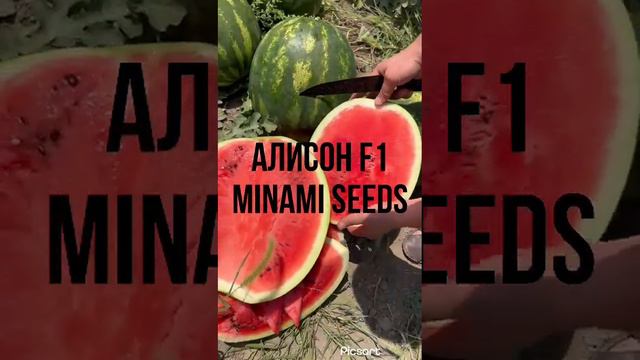 АРБУЗ АЛИСОН F1 / ALISON F1 MINAMI SEEDS