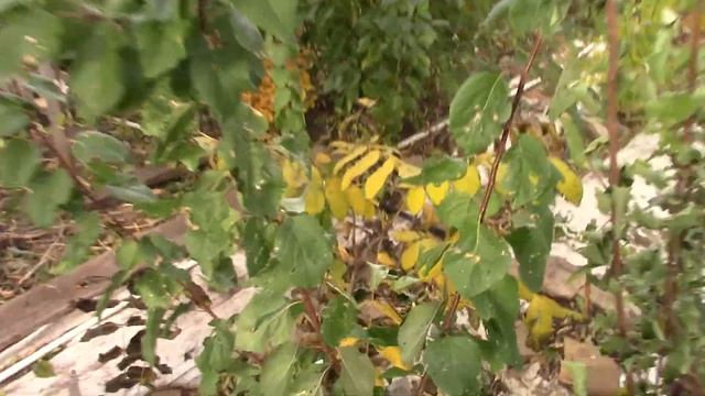 Абрикос Серафим на маньчжурском подвое смотреть онлайн