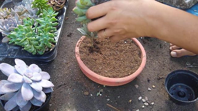 fazendo um lindo arranjo usando a #suculenta Echeveria смотреть онлайн