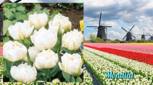 45 лучших сортов тюльпанов