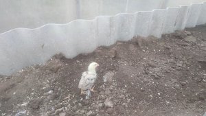 Ночь в теплице