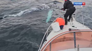 "Вести. Интервью". Как спасти кита