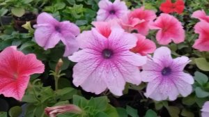 Петуния серия Призм Дьюберри Сандай и Стравберри Сандай.