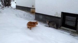 #4 Maine coon & Siberian cat winter walk | Мейн кун и сибирская кошка - зимняя прогулка