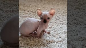 котенок породы двэльф