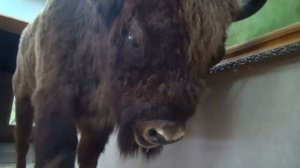 Тебердинский заповедник.  Музей природы.  Водопад Мужские слёзы.