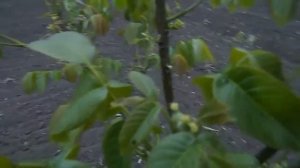 Грецкий орех.Дереву 4 года.Кочерженко. Не идеал