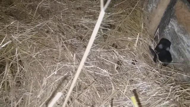 Крольчата 3 дня.Обзор крольчат.Крольчата породы Рекс.
