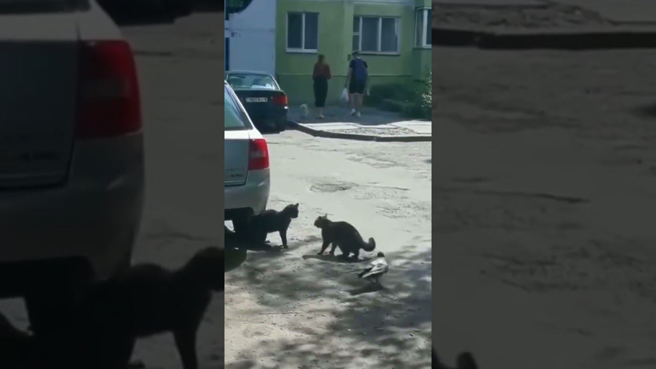 Ворона тренер помогает ученику во время боя смотреть онлайн