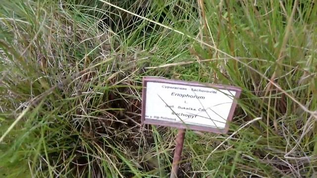 Ботанический сад: Растения из пустыни Атакама в Чили и восточной Азии
