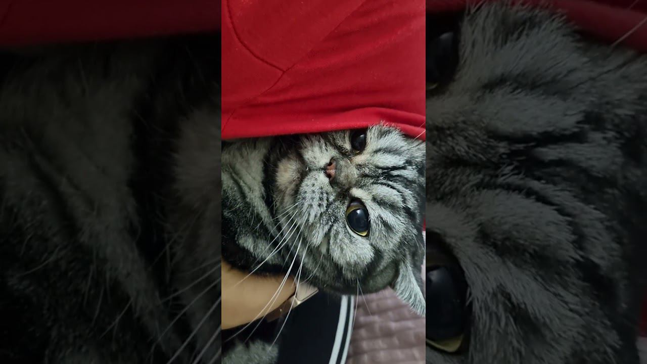 ВОЗМУЩЁН ДО ПРЕДЕЛА!