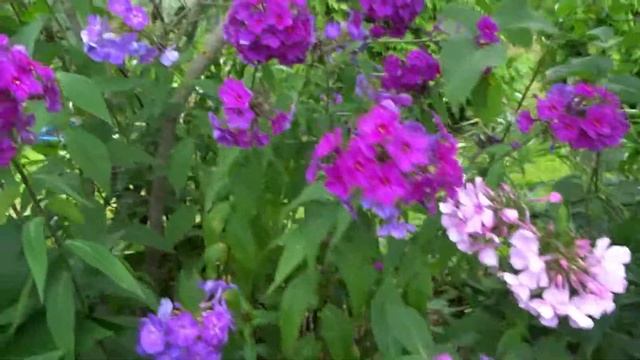 Флокс ВЕСТ - обзор, описание, цветение, отзыв. смотреть онлайн