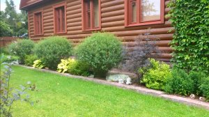 БУЗИНА БЛЕК ЛЕЙС. ИВА ПЕРПУРНАЯ НАНА. РАБАТКА. Ноябрь. Дачный креатив.