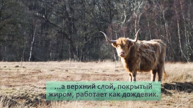 Хайленд: Этим коровам не страшна зима. Как суровые условия превратили бурёнку в чубаку смотреть онлайн