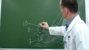 Послойная топография поясничной области и забрюшинного пространства