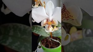 Стюартиана Пико Чип. Фаленопсис с пятнистыми листьями. Фаленопсис Стюартиана. Stuartiana Pico Chip