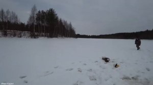Ставим самаловки жерлицы. Как я насаживаю живца на щуку. Рыбалка зимой на щуку и окуня. ЧАСТЬ 2