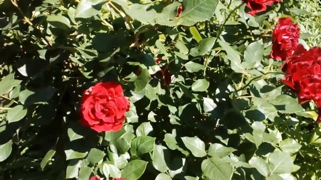 Роза флорибунда Hommege a Barbara Delbard 2004. #роза #Hommege #Barbara #розе6лет #мойсад #июль2020 смотреть онлайн