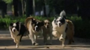 Cute Small Dogs|The Top Smallest Dog Breeds in the World|CUTE DOGS