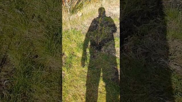 Подкармливаем черную смородину? смотреть онлайн